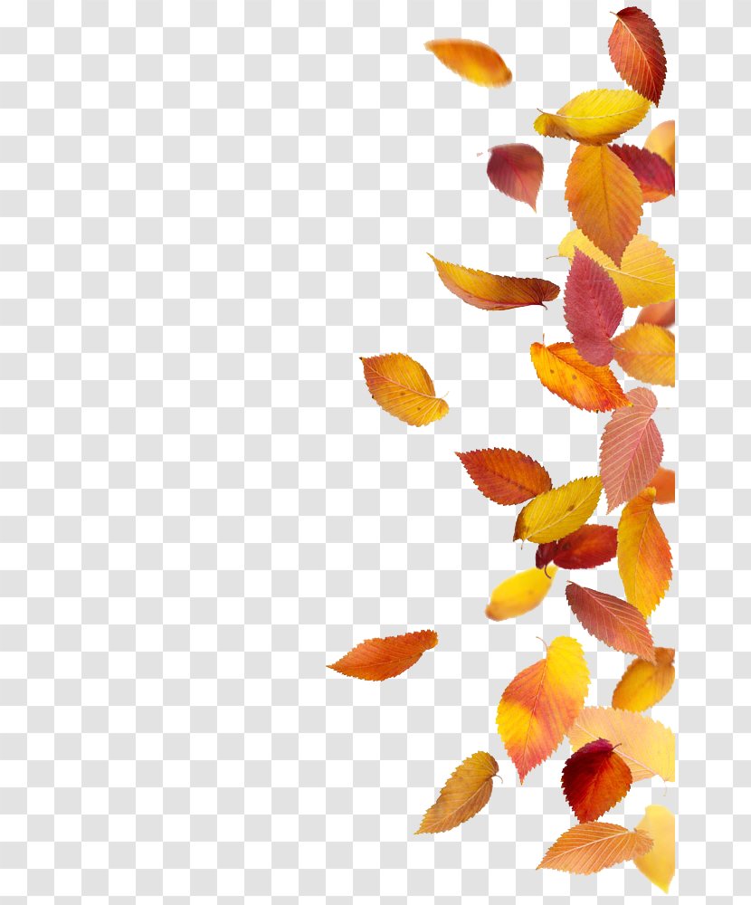 Autumn Leaf Color Stock Photography - Leaves Transparent PNG