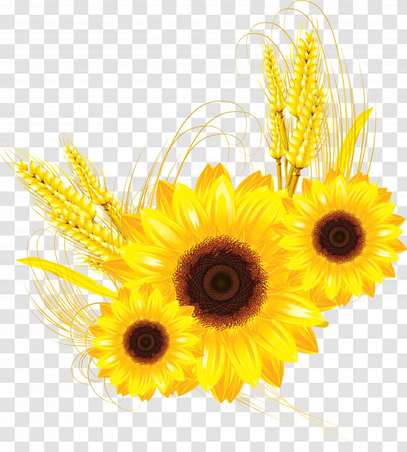 Clip Art - Daisy Family - Commodity Transparent PNG