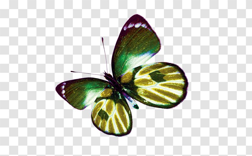 Butterfly Gold - Pollinator - Golden Transparent PNG
