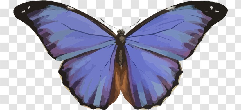 Insect Menelaus Blue Morpho Butterfly & Moth Brush-footed Butterflies - Purple - Insectivorous Transparent PNG