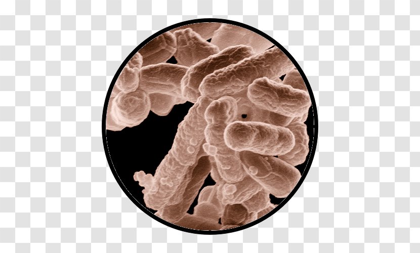 Bacteria Science Medicine Microbiology Microorganism - Disease - E Coli Transparent PNG