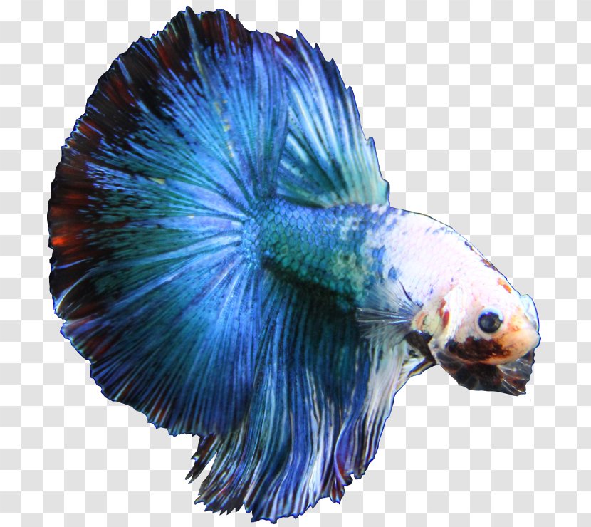 Singapore Siamese Fighting Fish Breed Electric Blue - Betta Transparent PNG