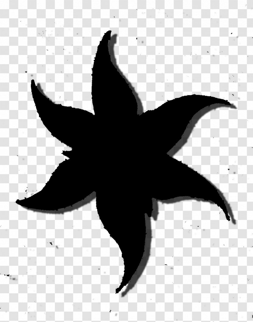 Starfish Silhouette Flower Leaf - Plant Transparent PNG