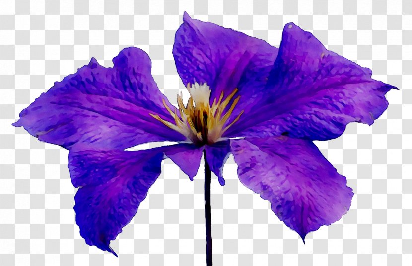 Lilac Violet Purple Blue Flower - Tulip Transparent PNG