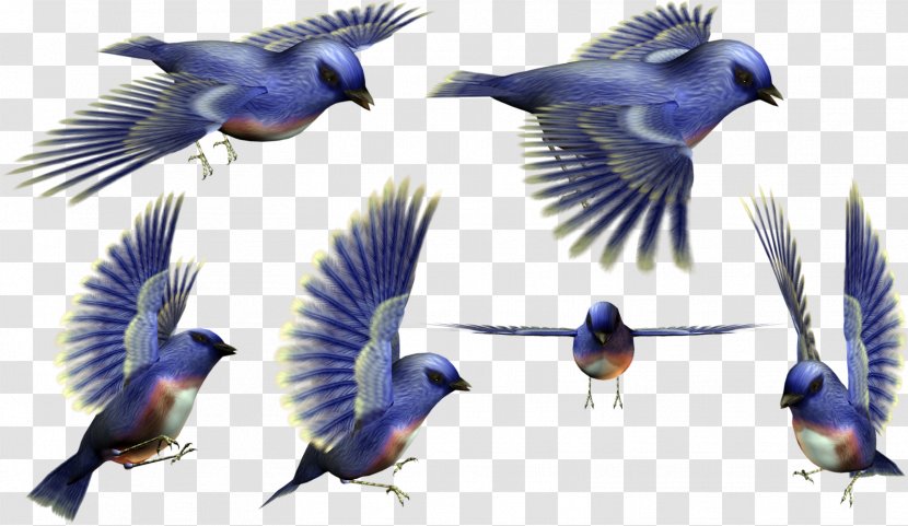 Bird 3D Computer Graphics - Wildlife - Birds Transparent PNG