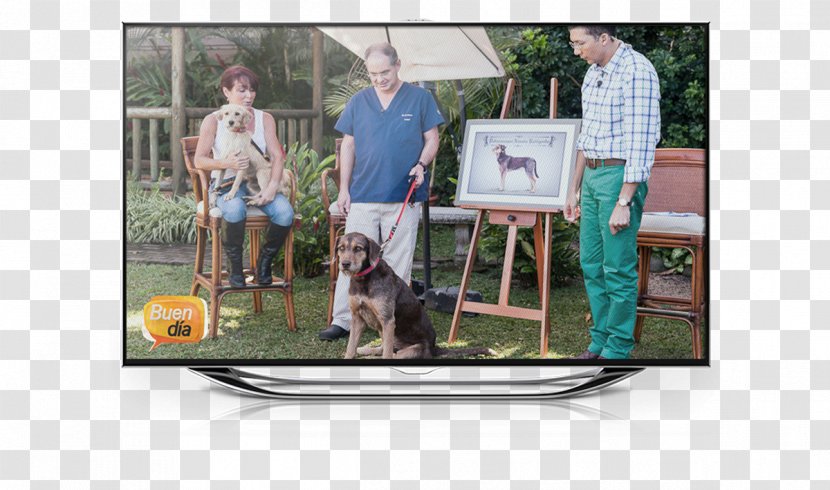 Dog Territorio De Zaguates Television Breed Fundacion Razas Unicas - Display Advertising Transparent PNG