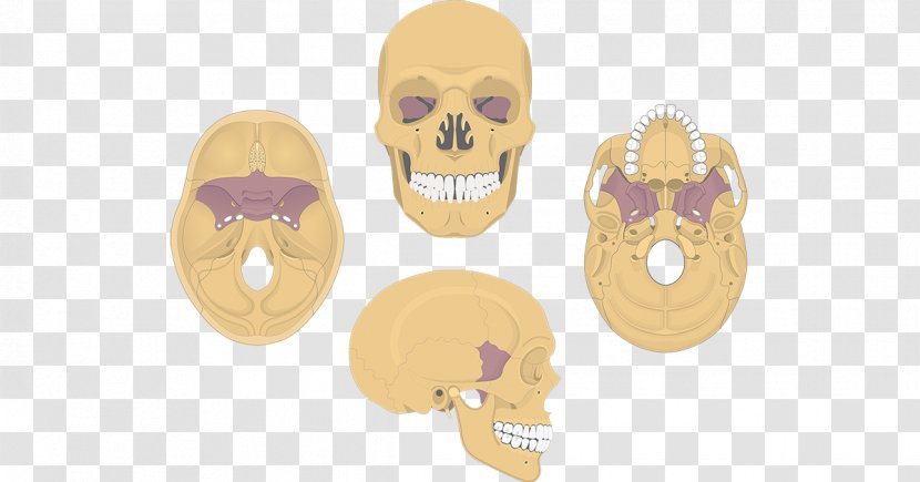 Sphenoid Bone Skull Anatomy Palatine - Lumbosacral Joint Transparent PNG