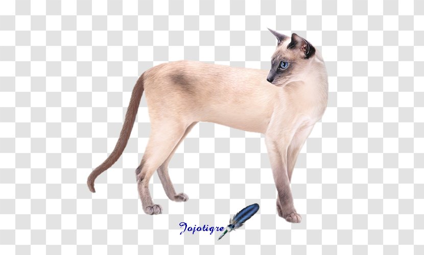 Siamese Cat Centerblog Breed - Chat Log Transparent PNG