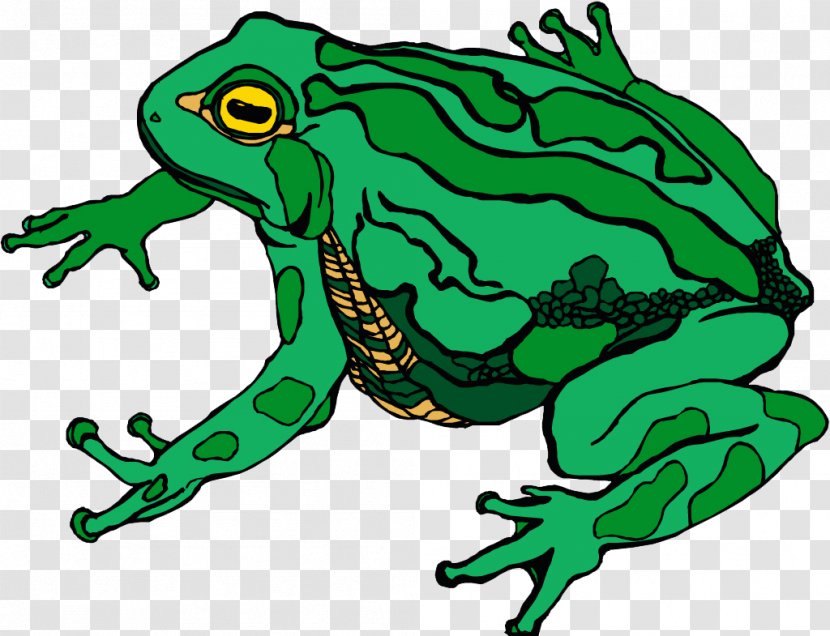 Amphibian Toad True Frog Clip Art - Vertebrate Transparent PNG