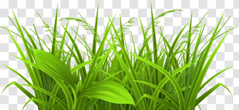 Clip Art Grasses Illustration Vector Graphics - Grass - Lora Button Transparent PNG