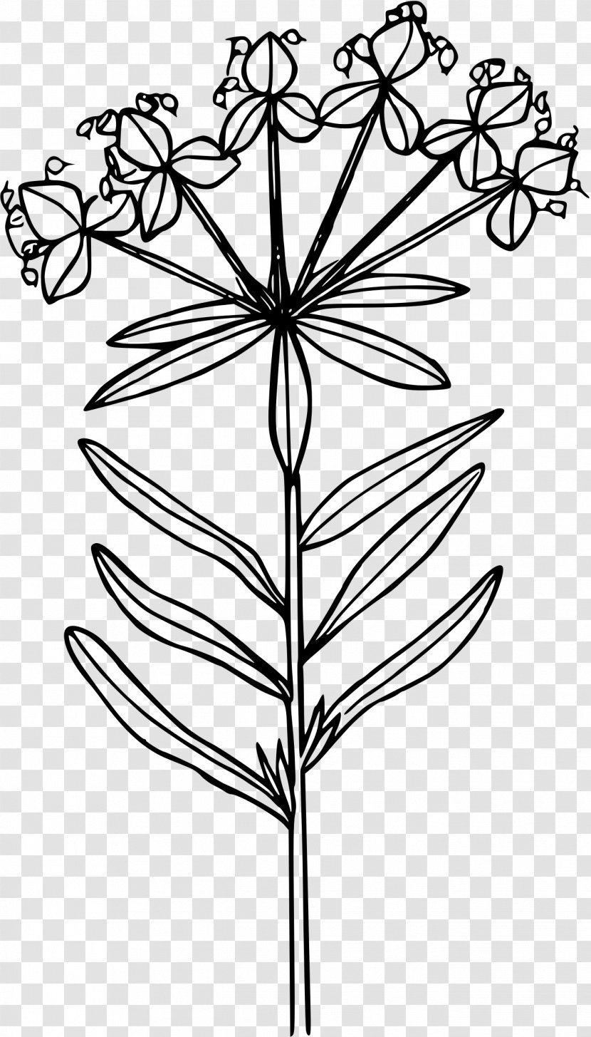 Euphorbia Esula Line Art Drawing Clip - Flower - Lentils Transparent PNG