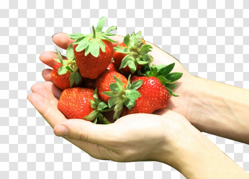 Strawberry Aedmaasikas Google Images - Hands Holding Picking Picture Material Transparent PNG
