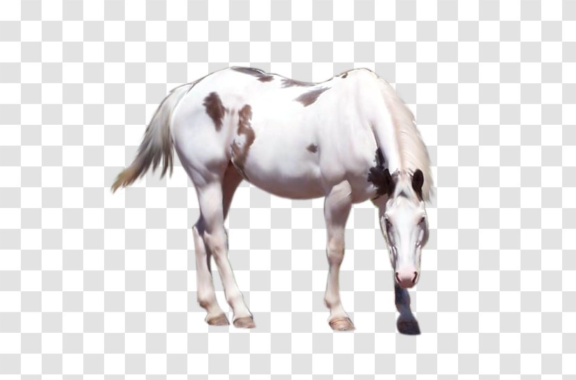 Mustang Mane Stallion American Paint Horse Mare - Cutting - Whitehorse Transparent PNG