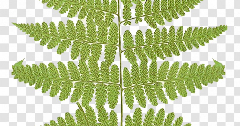 Frond Fern Clip Art Vascular Plant - Ostrich - Leaf Transparent PNG