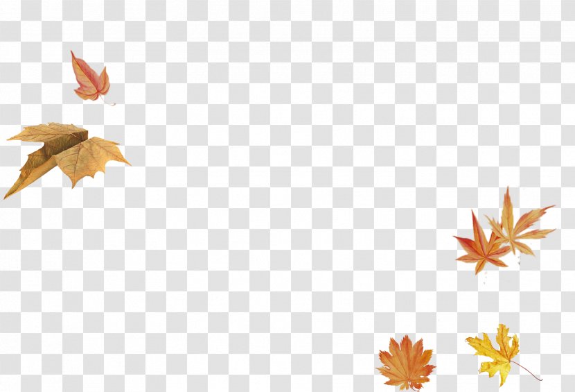 Maple Leaf - Autumn Transparent PNG
