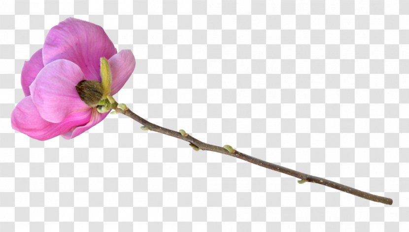 Cut Flowers Plant Stem Tulip Floral Design - Pink - Long Flower Transparent PNG