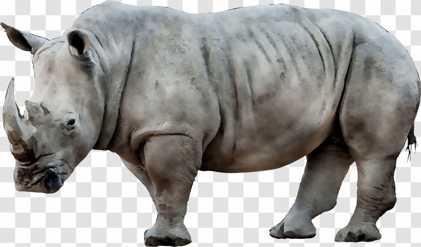 White Rhinoceros Image Transparency - Mammal - Horn Transparent PNG