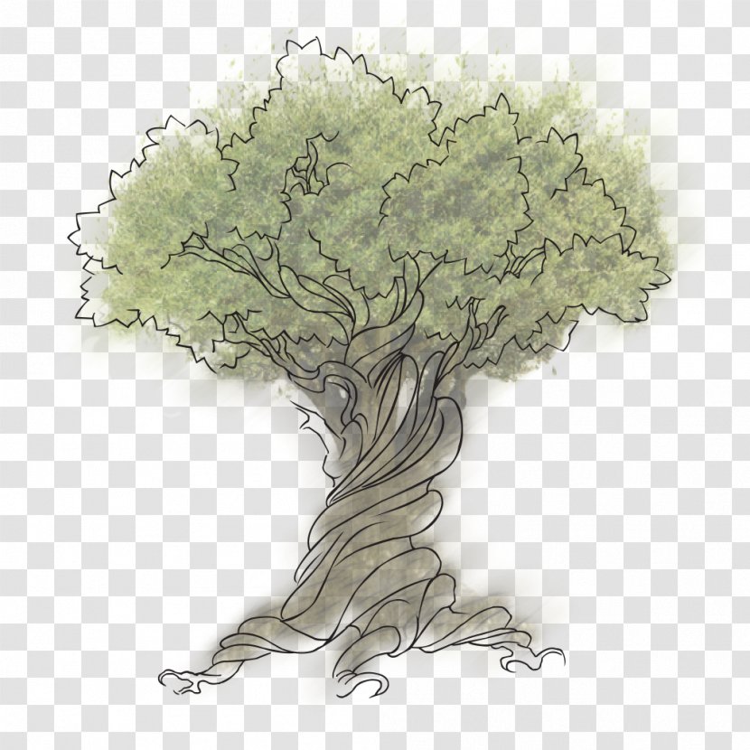 Illustration Sketch Vector Graphics Tree - Organism - Pacific Northwest Tanaman Asli Transparent PNG