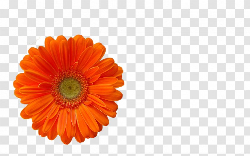 Transvaal Daisy English Marigold Cut Flowers Orange S.A. - Flowering Plant - Blossoms Transparent PNG