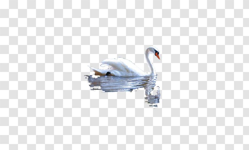 DeviantArt - Ducks Geese And Swans - White Water Goose Transparent PNG