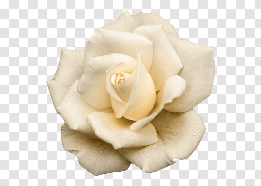 Garden Roses Fairy-Tale Flowers Clip Art - White - Flower Transparent PNG