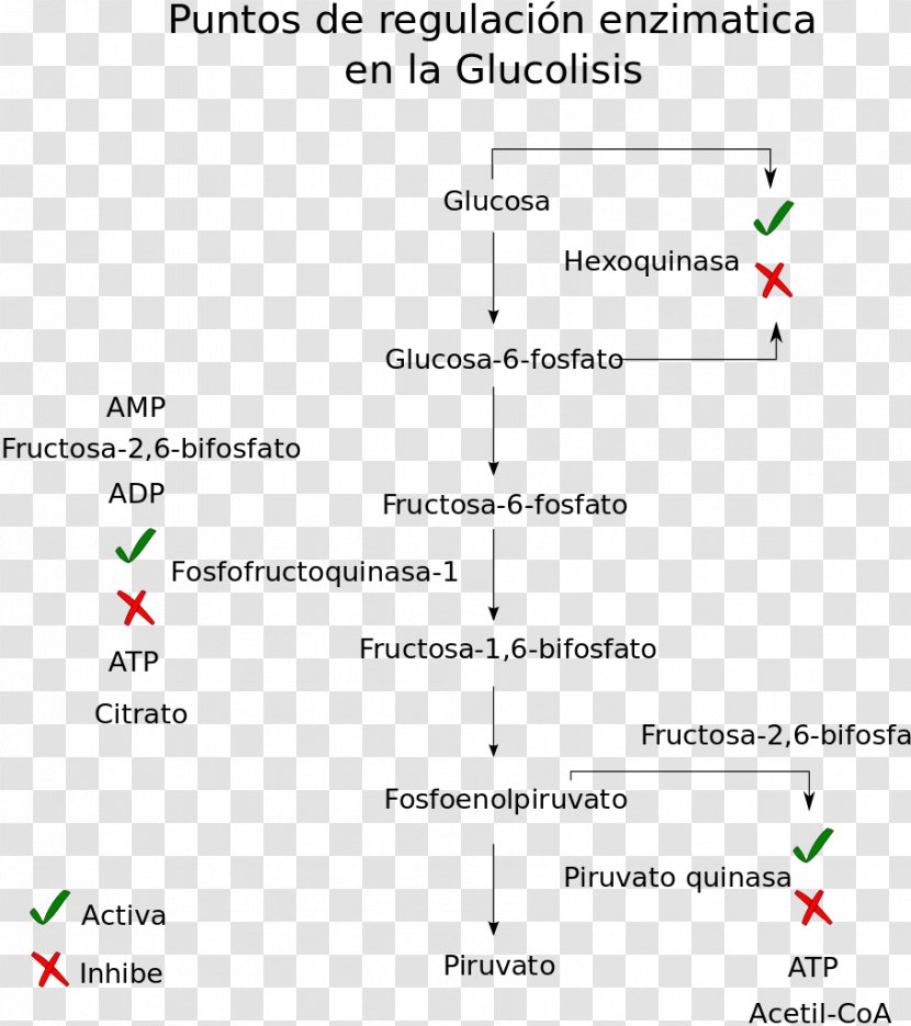Glycolysis Metabolic Pathway Metabolism Pyruvic Acid Catabolism - Diagram - Energy Transparent PNG