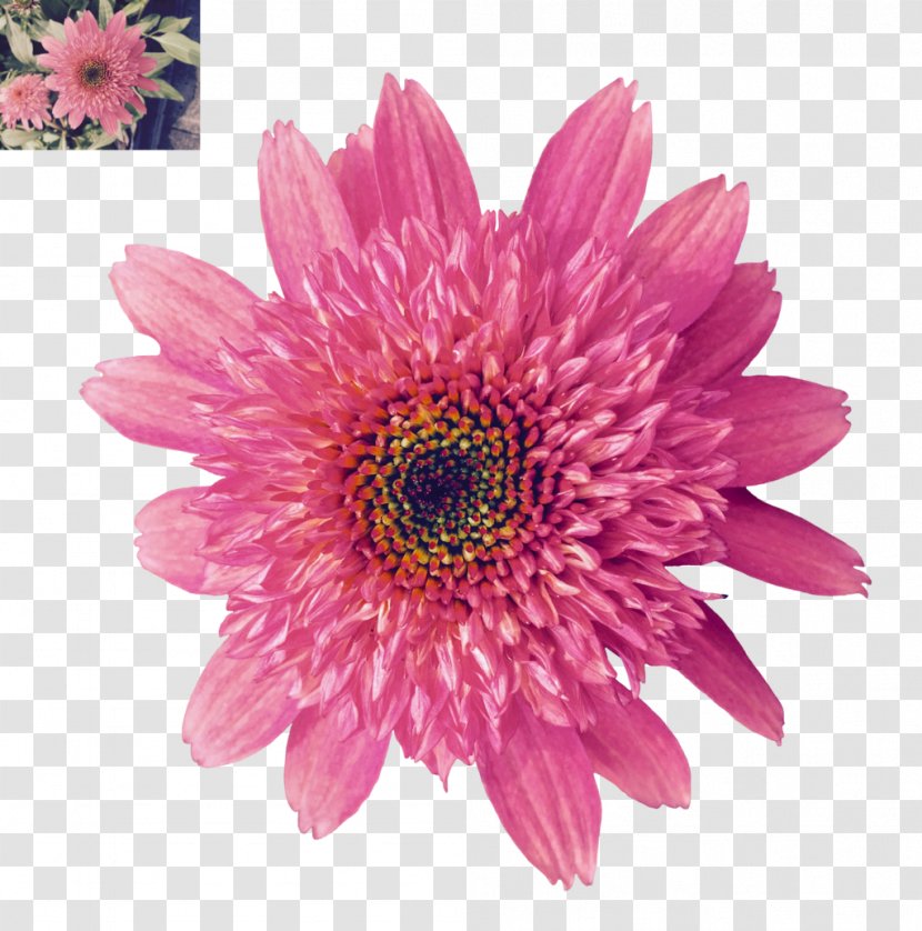 DeviantArt Flower Daisy Family - Annual Plant - Echinacea Transparent PNG