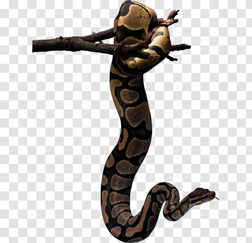 Snake Garden Of Eden Serpents In The Bible Genesis - Reptile - Serpiente Transparent PNG