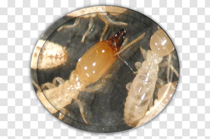 Insect Termite Ant Fumigation Pest Control - Food - Victer Transparent PNG