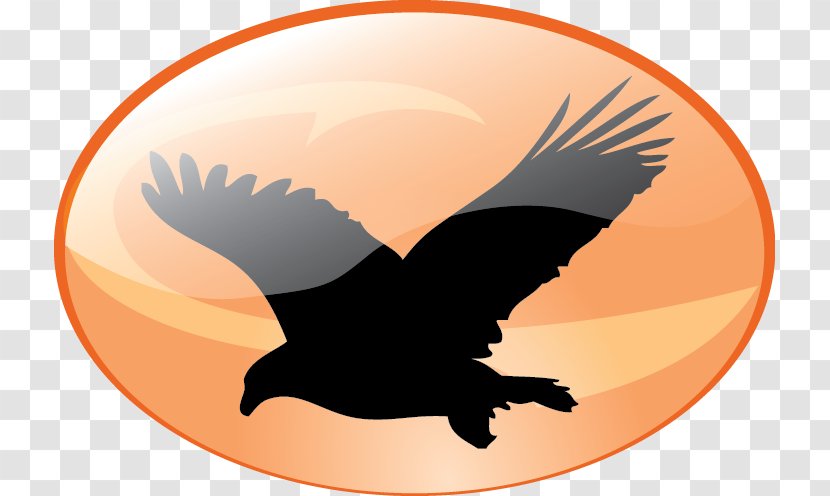 Bald Eagle Bird Stencil Clip Art - Wing - Watch Transparent PNG