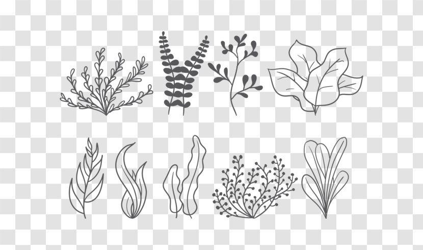 Seaweed Leaf - Black And White - Sea Element Transparent PNG