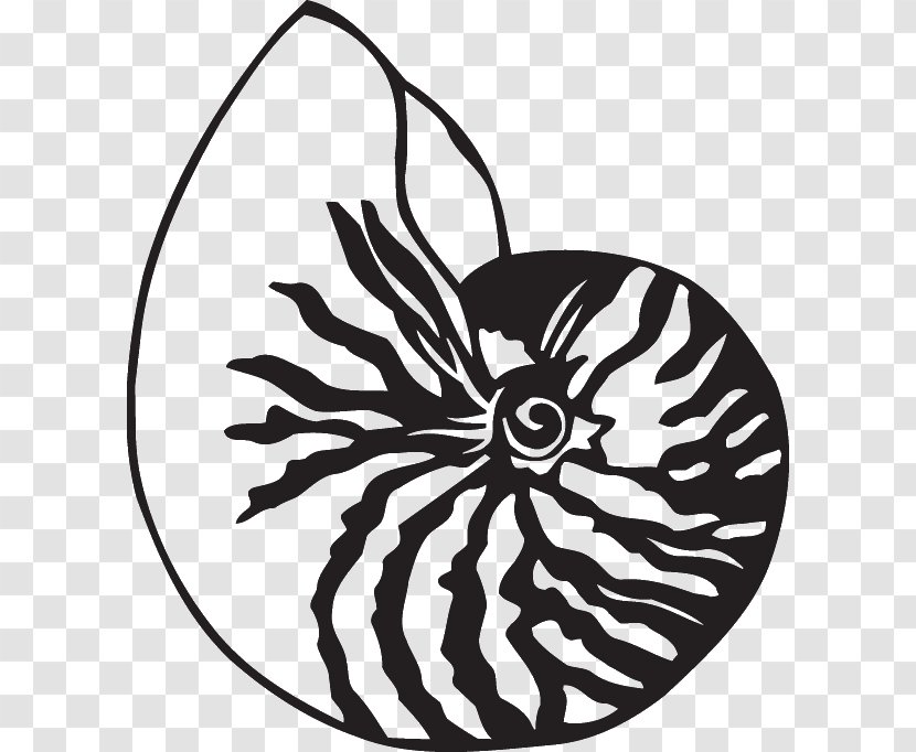 Nautilidae Chambered Nautilus Drawing Seashell Clip Art - Plant Transparent PNG