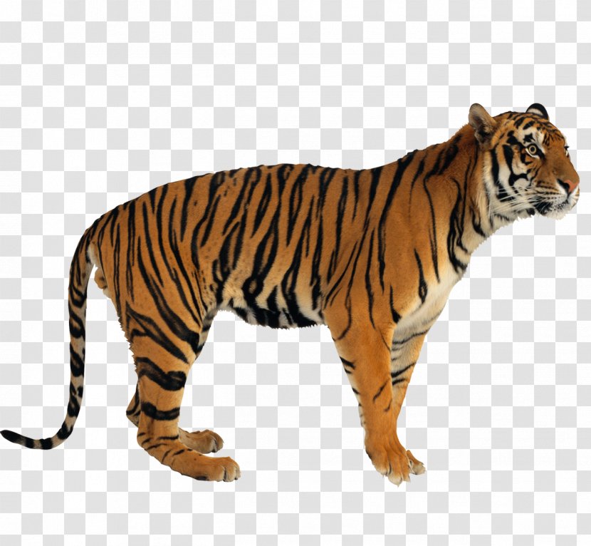 Tiger Aprender A Comprender: Programa De Comprensixf3n Verbal Cat - Mammal - Picture Material Transparent PNG