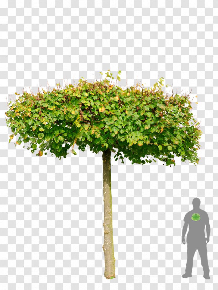 Shrub Flowerpot Plane Trees Branching - Grass - Tree Transparent PNG