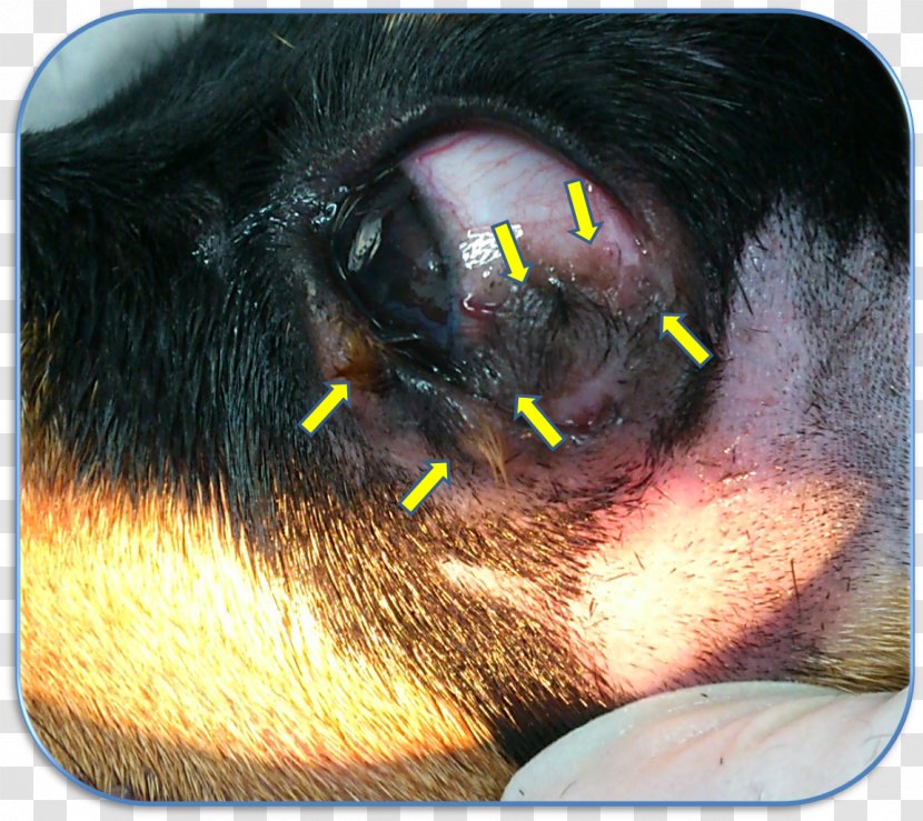 Snout Dog Jaw Close-up Ear Transparent PNG