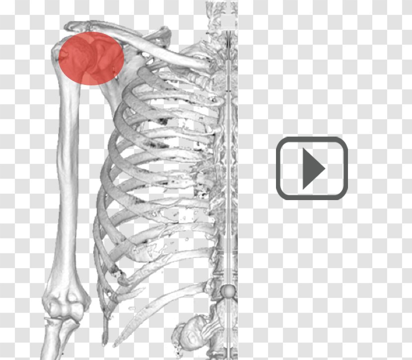 Ulna Shoulder Humerus Anatomy Scapula - Heart - Watercolor Transparent PNG
