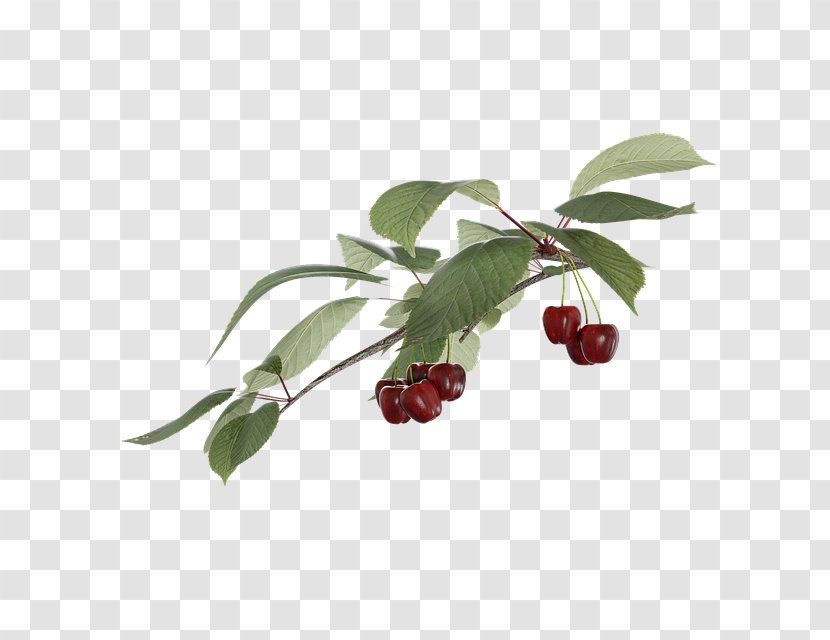 Cherry Lingonberry Image Stock.xchng Fruit Transparent PNG