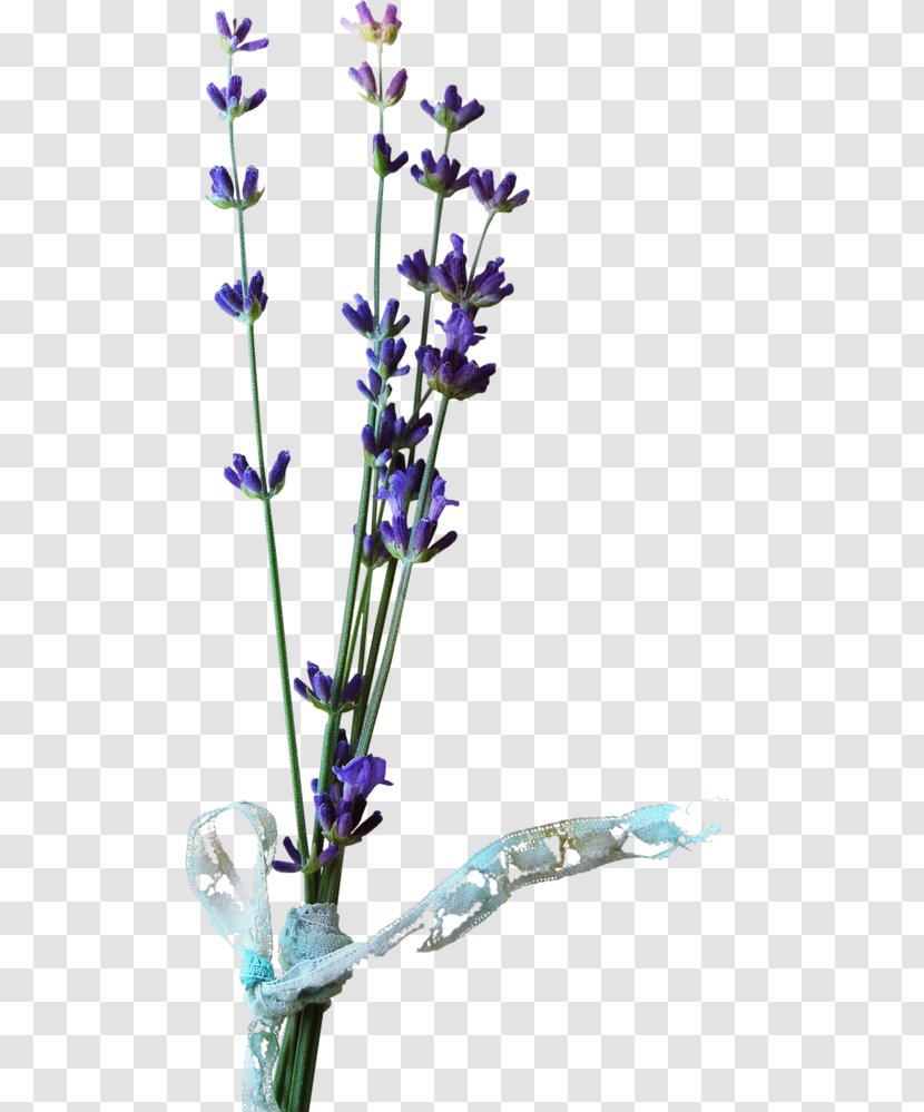 Cut Flowers Blume English Lavender Pinnwand - Common Sage - Flower Transparent PNG