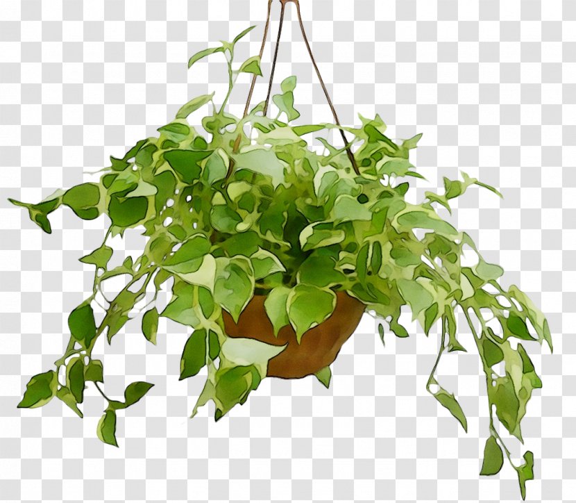 Flowerpot Houseplant Leaf Herb Branching - Flower Transparent PNG