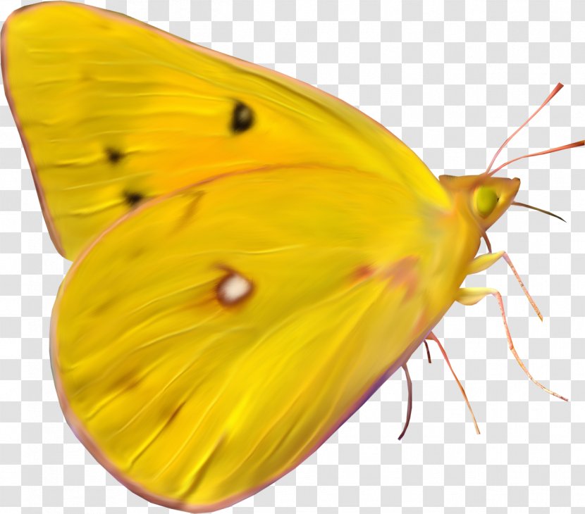 Monarch Butterfly Paper Clip Art - Animal - Yellow Transparent PNG