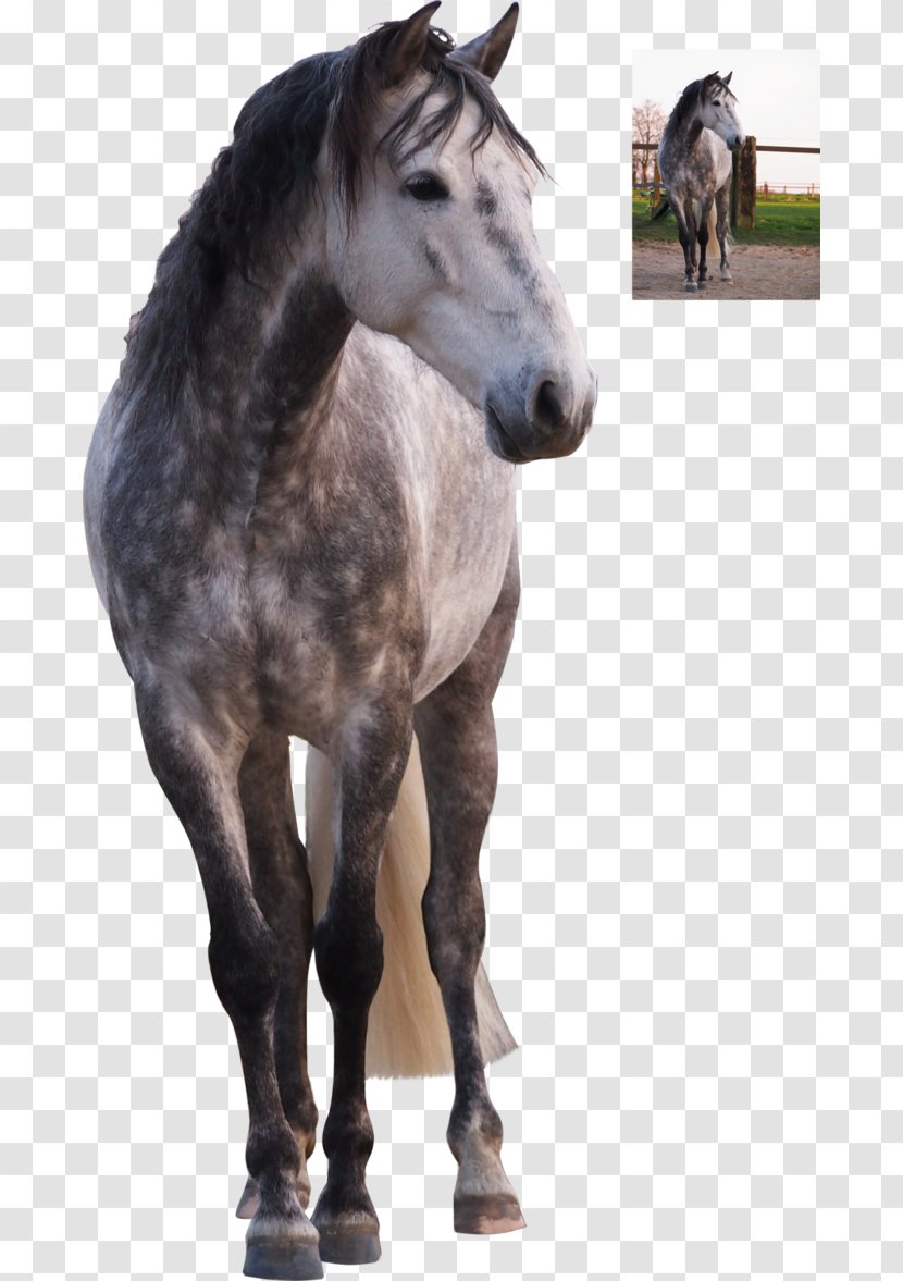 Stallion Andalusian Horse Mare Mustang Colt Transparent PNG