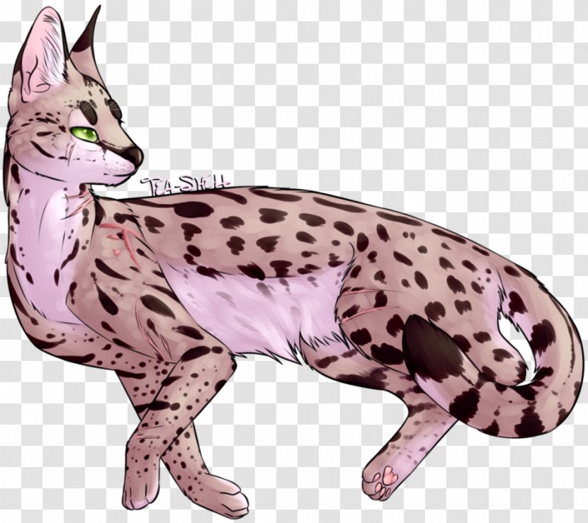 Ocicat Bengal Cat Whiskers Wildcat Paw - Savannah Transparent PNG