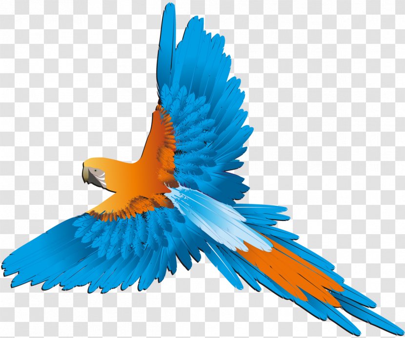 Bird Parrot Budgerigar Parakeet - Macaw Transparent PNG