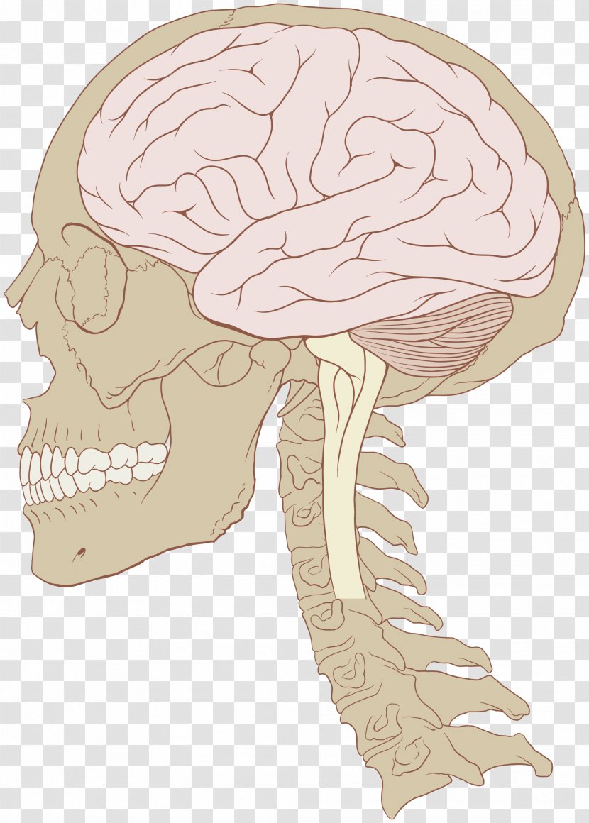 Human Brain Skull Nervous System Size - Tree Transparent PNG