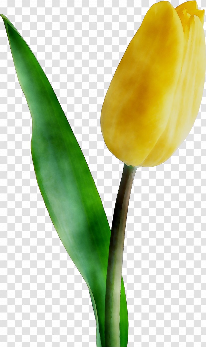 Tulip Garden Roses Plant Stem Petal Plants - Anthurium Transparent PNG