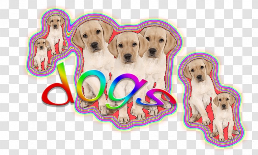 Golden Retriever Puppy Dog Breed Sporting Group - Saturday Nights Transparent PNG