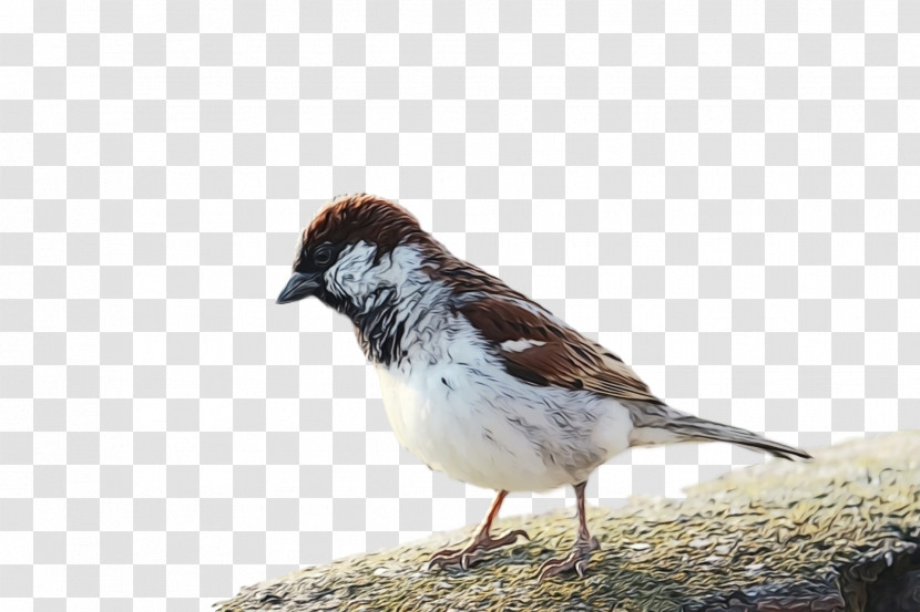 Bird Sparrow House Sparrow Beak Perching Bird Transparent PNG