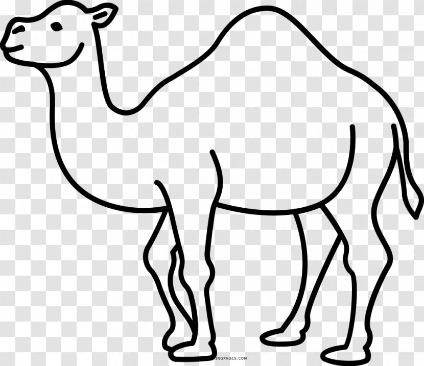Dromedary Drawing Pack Animal Camelids - Gratis - Mammal Transparent PNG