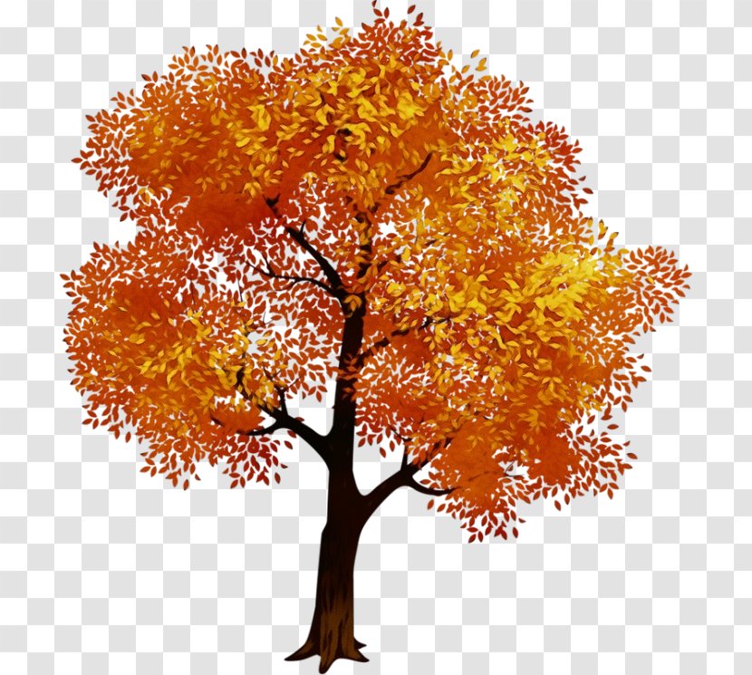 Oak Tree Leaf - Maple - Soapberry Family Flower Transparent PNG