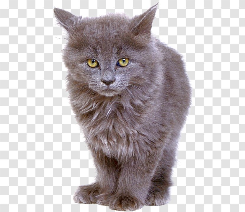 Nebelung British Semi-longhair Persian Cat Chartreux Shorthair - Asian Semi Longhair - Kitten Transparent PNG